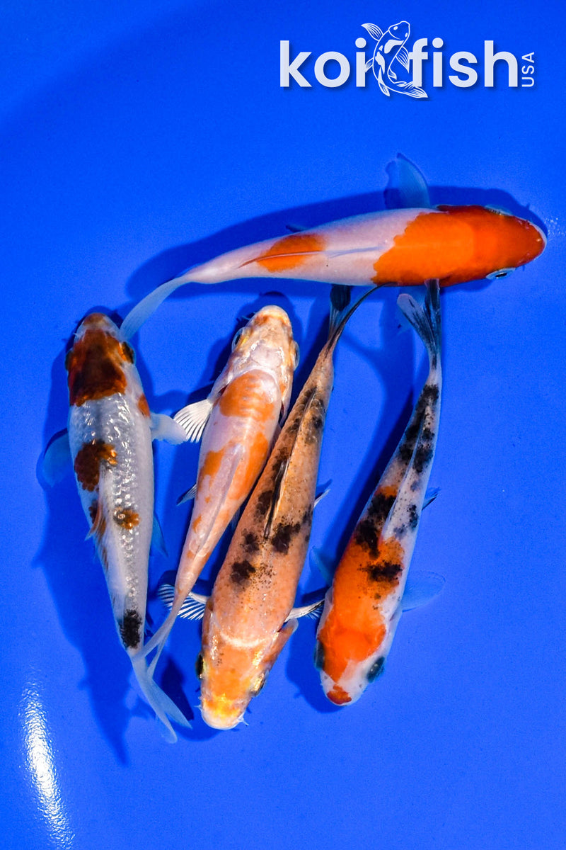 PACK OF (5) 3.25"- 4" STANDARD KOI