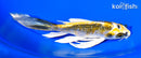 6.25" KUJAKU BUTTERFLY