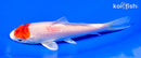 5.25" TANCHO HARIWAKE