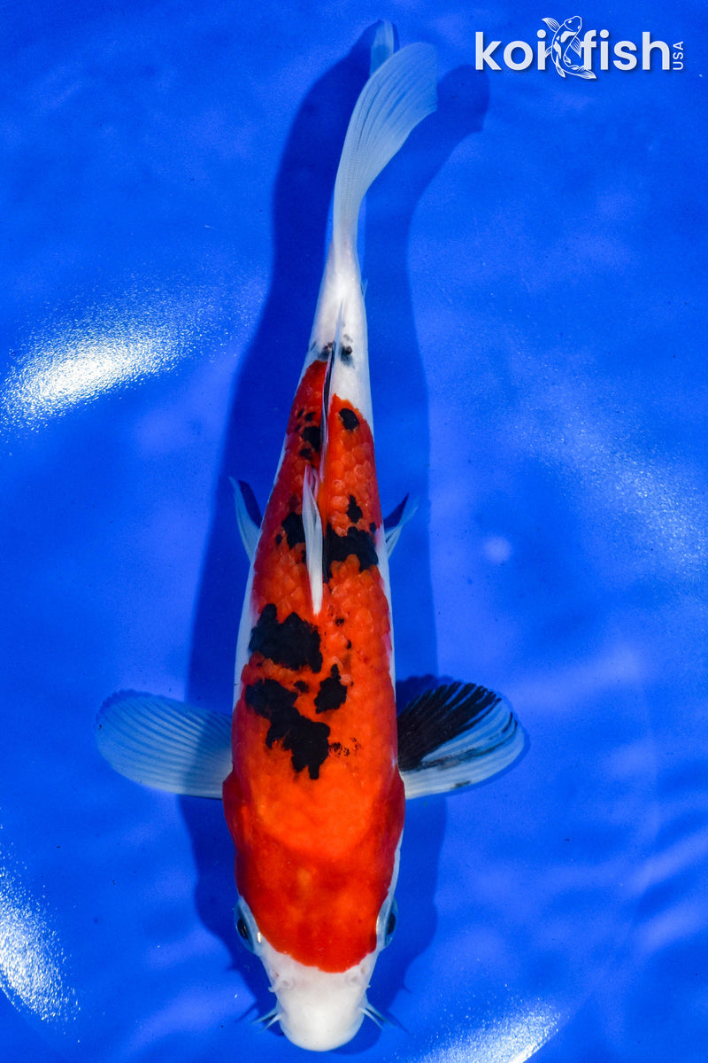 9" SANKE