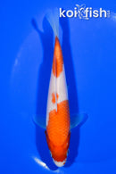 6" KOHAKU