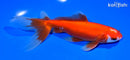 7.25" WATONAI GOLDFISH