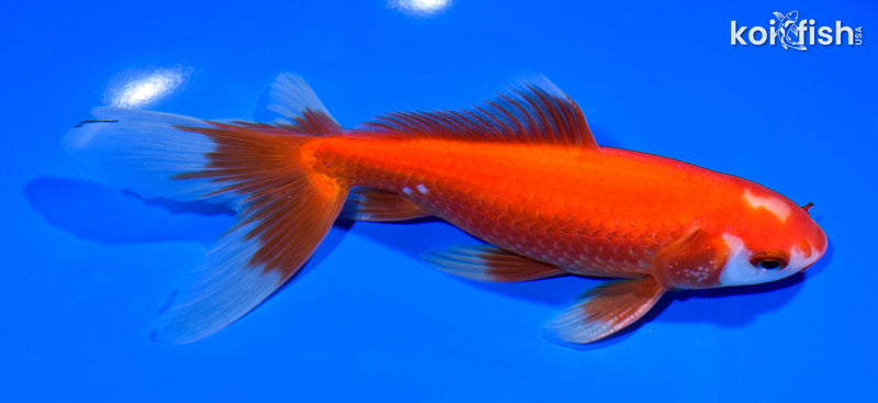 7.25" WATONAI GOLDFISH