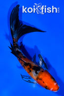 5.75" SANKE BUTTERFLY