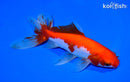 6.5" WATONAI GOLDFISH