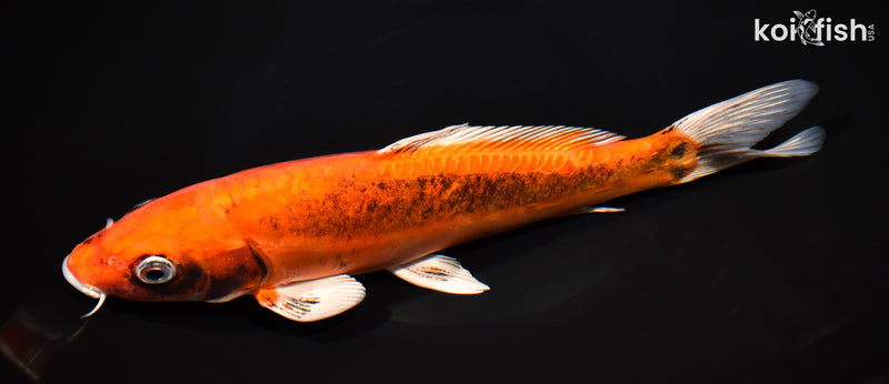 10" BENI KIKOKURYU