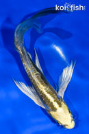 6.5" KIN KIKOKURYU BUTTERFLY