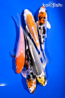 PACK OF (5) 4-5" STANDARD KOI