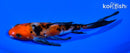 5.75" SANKE BUTTERFLY