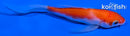 4" KOHAKU BUTTERFLY