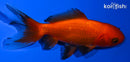 3.75" WAKIN GOLDFISH