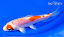 6.25" KIKUSUI