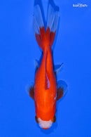 4.25" KUCHIBENI WAKIN GOLDFISH