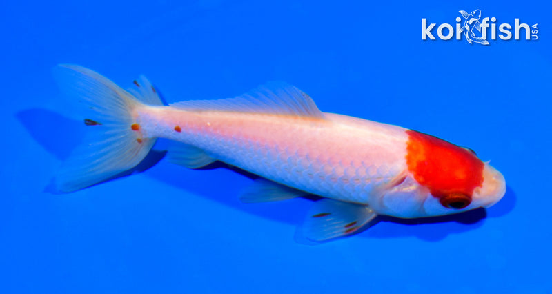 5" MARUTEN WAKIN GOLDFISH