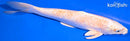 13.5" HARIWAKE