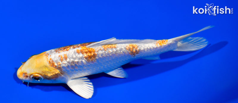 5.25" GINRIN HARIWAKE