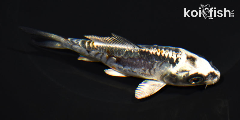 4.5" ARAGOKE BENI KIKOKURYU