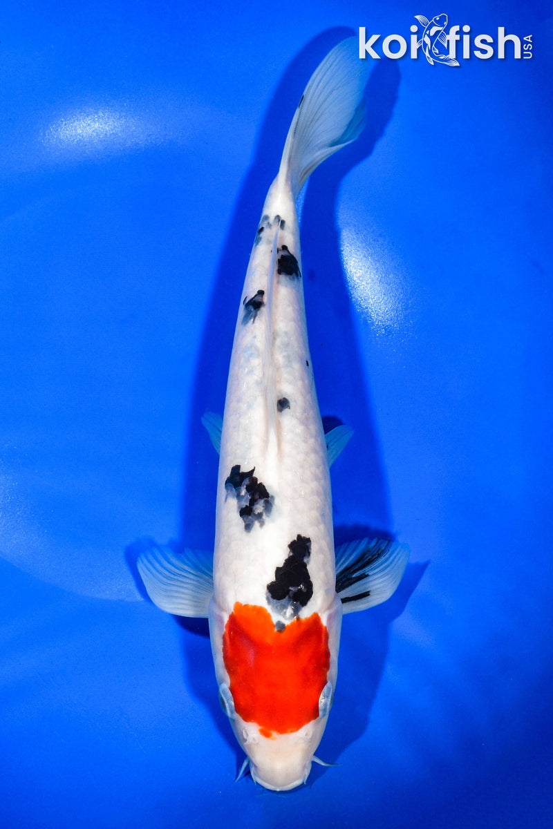 11.5" TANCHO SANKE