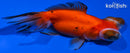 4.75" TELESCOPE FANTAIL GOLDFISH