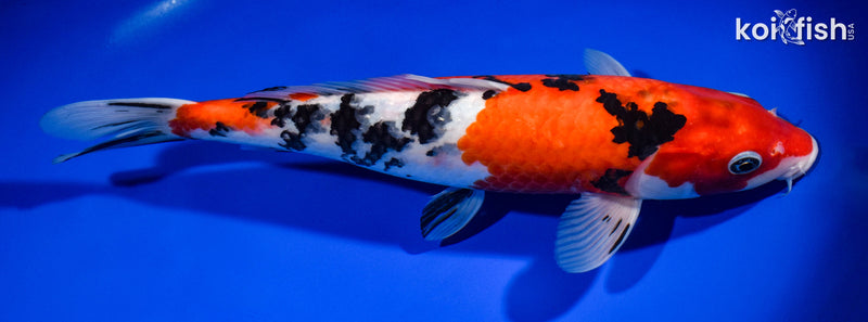 12.5" SANKE