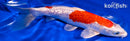 7.25" GINRIN HARIWAKE