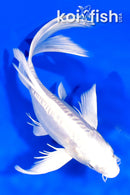 8.25" DOITSU PLATINUM OGON BUTTERFLY
