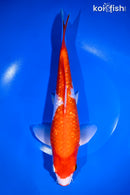 11.25" GINRIN KUCHIBENI KOHAKU