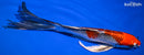 9" KUJAKU BUTTERFLY