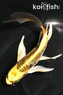 5.5" KIN KIKOKURYU BUTTERFLY