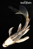 5.5" GINRIN GIN MATSUBA BUTTERFLY