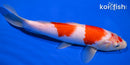 9" KOHAKU