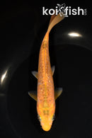 6.5" ARAGOKE CHAGOI