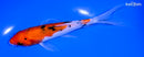 6.75" SANKE BUTTERFLY