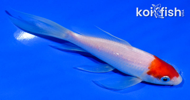 5" HOODED KOHAKU BUTTERFLY
