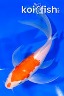 7" KOHAKU BUTTERFLY