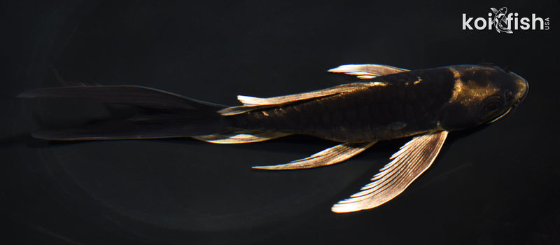 7" ARAGOKE KABUTO BUTTERFLY