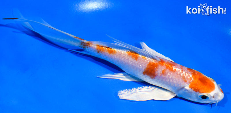 6" HARIWAKE BUTTERFLY