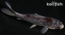5.5" BENI MATSUKAWABAKE