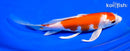 7.25" HARIWAKE BUTTERFLY