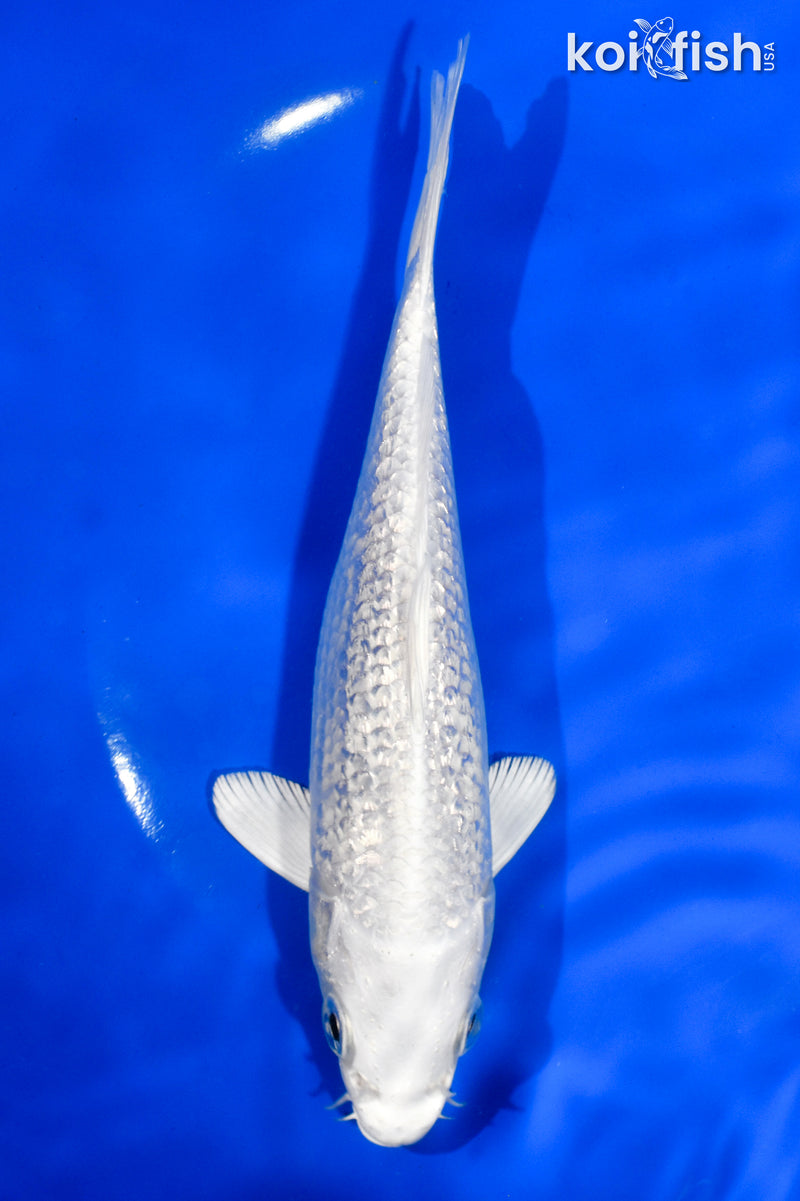 6.5" GINRIN PLAINUM OGON