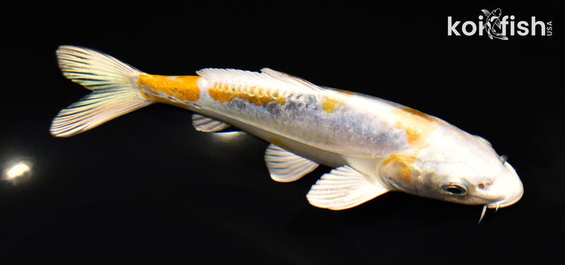 7.75" HEISEI NISHIKI
