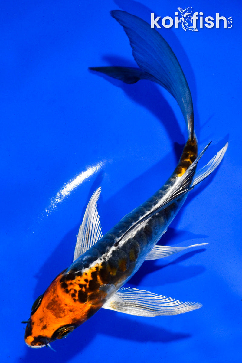 5.5" BENI KIKOKURYU BUTTERFLY