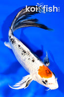 8" TANCHO YAMATO NISHIKI BUTTERFLY