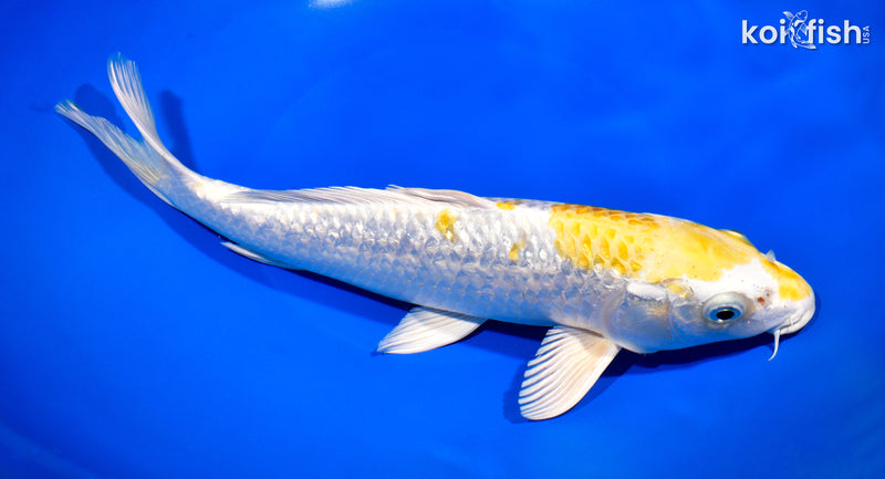 11.5" GINRIN LEMON HARIWAKE