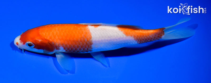 6" KOHAKU