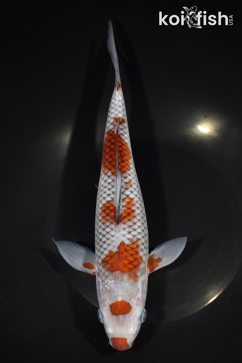 11" MARUTEN OCHIBA SHIGURE