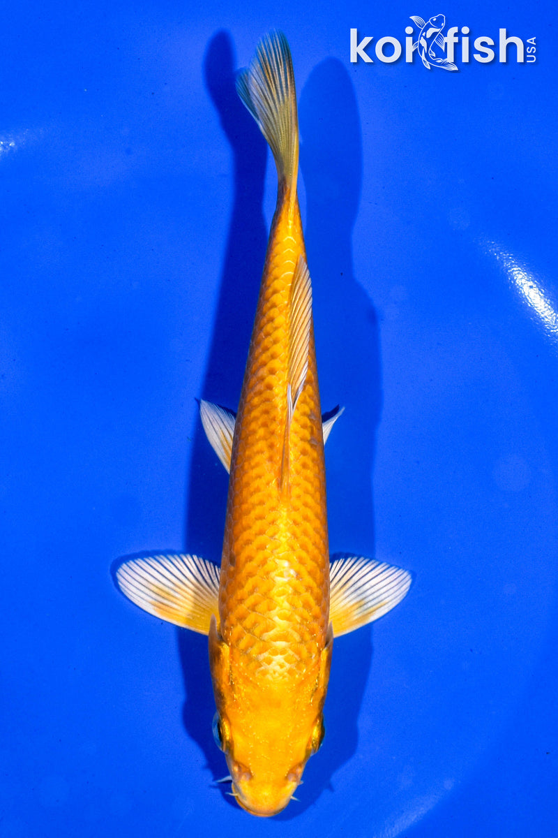 6" ORENJI OGON