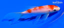 5.75" KOHAKU BUTTERFLY