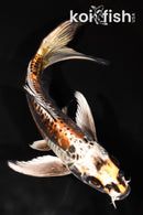 8.75" BENI KIKOKURYU BUTTERFLY