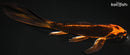 7.75" KIN ORENJI MATSUBA BUTTERFLY